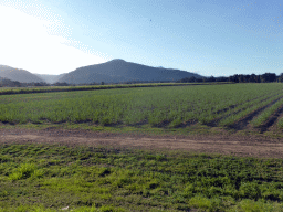 Farm fields at Freshwater, viewed from the Kuranda Scenic Railway train