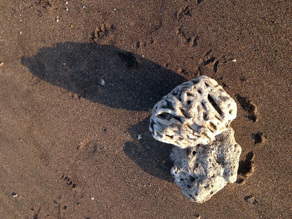 Two pieces of coral on the Pantai Jerman beach