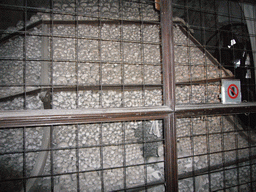 Pile of skulls and bones in the Sedlec Ossuary