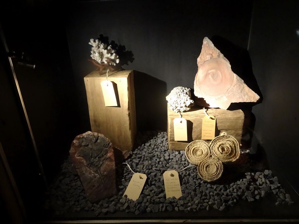 Fossils at the Fossil Mine at the Berkenhof Tropical Zoo