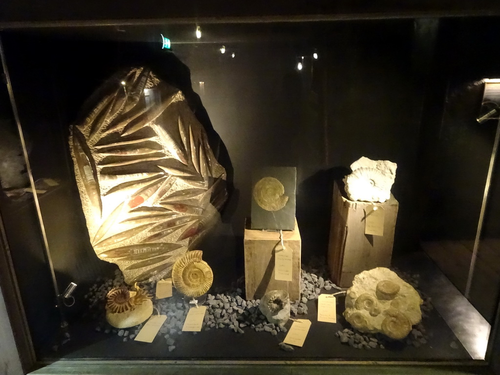 Fossilized Ammonites at the Fossil Mine at the Berkenhof Tropical Zoo