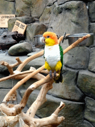 Parrot at the Dino Expo at the Berkenhof Tropical Zoo