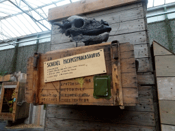 Skull of a Pachycephalosaurus at the Dino Expo at the Berkenhof Tropical Zoo, with explanation