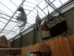 Dinosaurus statyues hanging on the ceiling of the Dino Expo at the Berkenhof Tropical Zoo