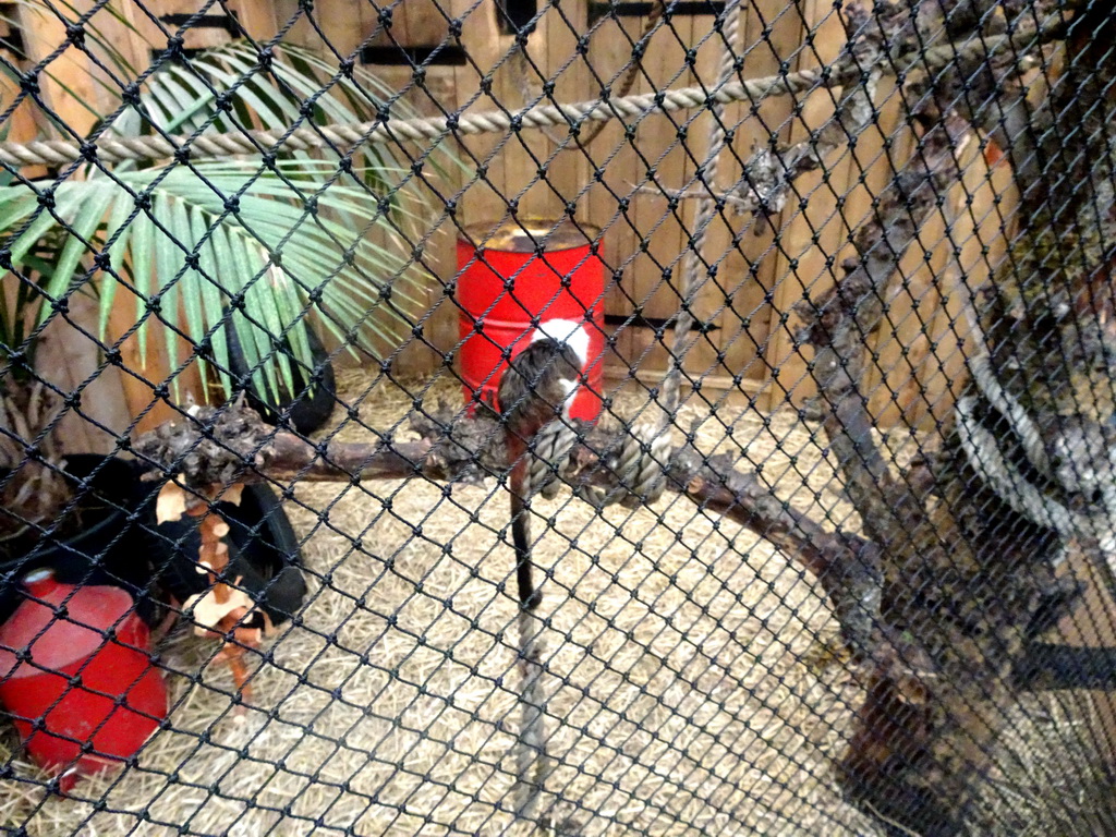 Cotton-top Tamarin at the Dino Expo at the Berkenhof Tropical Zoo