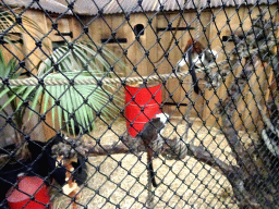 Cotton-top Tamarins at the Dino Expo at the Berkenhof Tropical Zoo