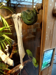Green Tree Python at the Dino Expo at the Berkenhof Tropical Zoo, with explanation