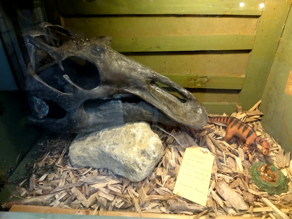 Maiasaur skull and statuette at the Dino Expo at the Berkenhof Tropical Zoo, with explanation