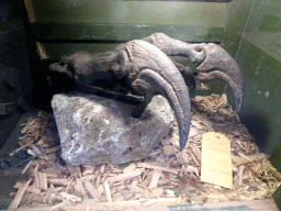 Allosaurus claws at the Dino Expo at the Berkenhof Tropical Zoo, with explanation