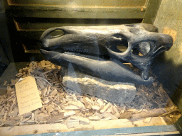 Iguanodon skull at the Dino Expo at the Berkenhof Tropical Zoo, with explanation