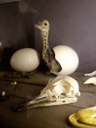 Stuffed Ostrich coming out of an egg at the Nature Classroom at the Berkenhof Tropical Zoo