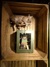 Stuffed Lynx at the Nature Classroom at the Berkenhof Tropical Zoo