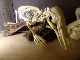 Platypus skeleton at the Nature Classroom at the Berkenhof Tropical Zoo