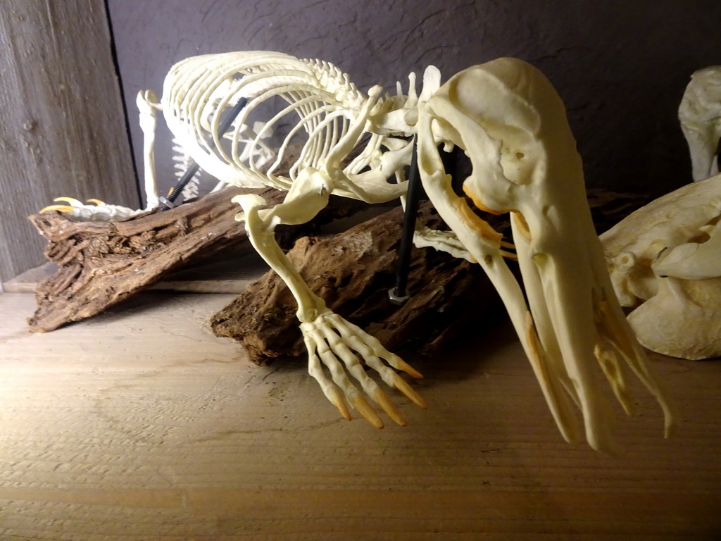 Platypus skeleton at the Nature Classroom at the Berkenhof Tropical Zoo