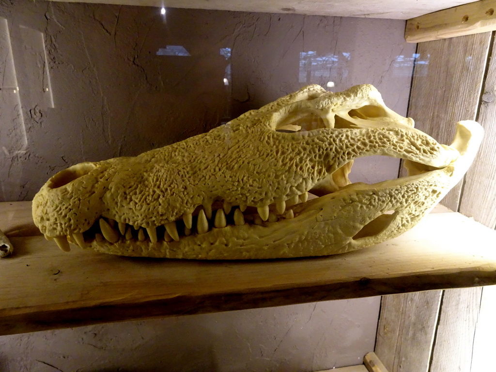 Crocodile skull at the Nature Classroom at the Berkenhof Tropical Zoo