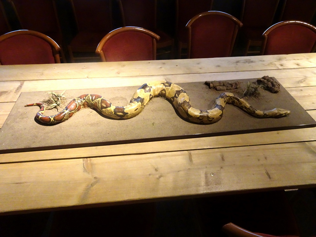 Stuffed Snake at the Nature Classroom at the Berkenhof Tropical Zoo