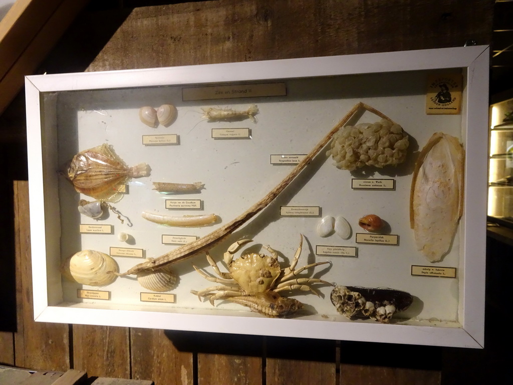 Stuffed crab, fish and shells at the Nature Classroom at the Berkenhof Tropical Zoo, with explanation