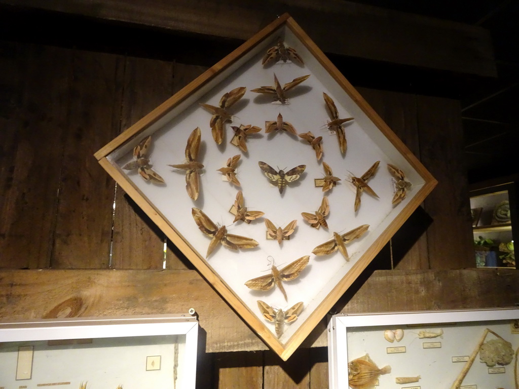 Stuffed Moths at the Nature Classroom at the Berkenhof Tropical Zoo