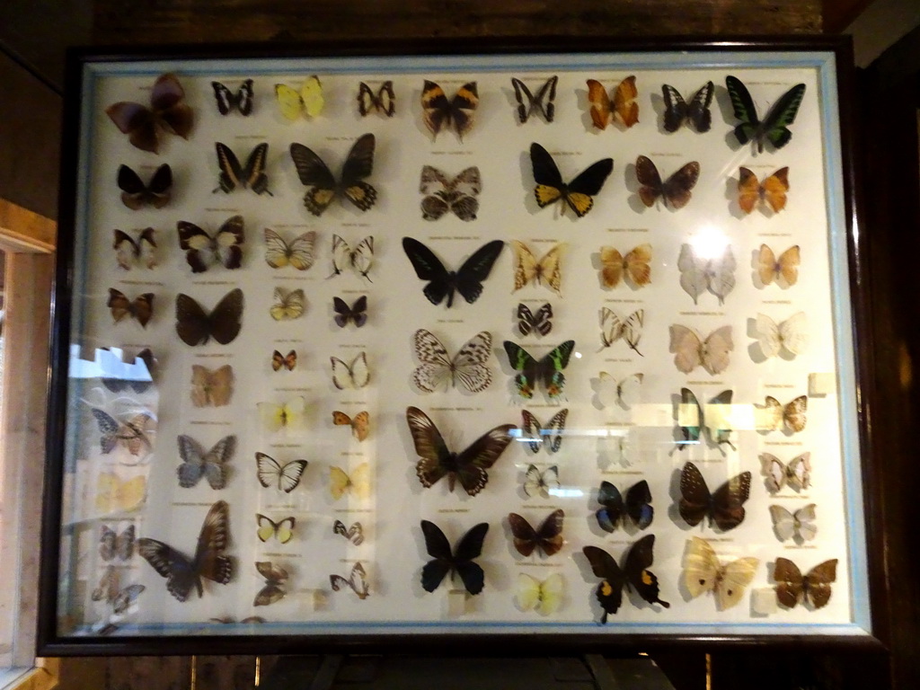Stuffed Butterflies at the Nature Classroom at the Berkenhof Tropical Zoo