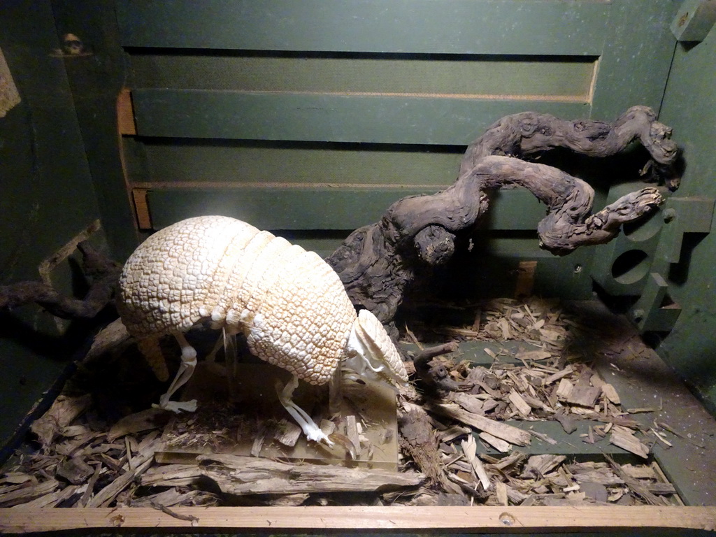 Big Hairy Armadillo skeleton at the Fossil Mine at the Berkenhof Tropical Zoo