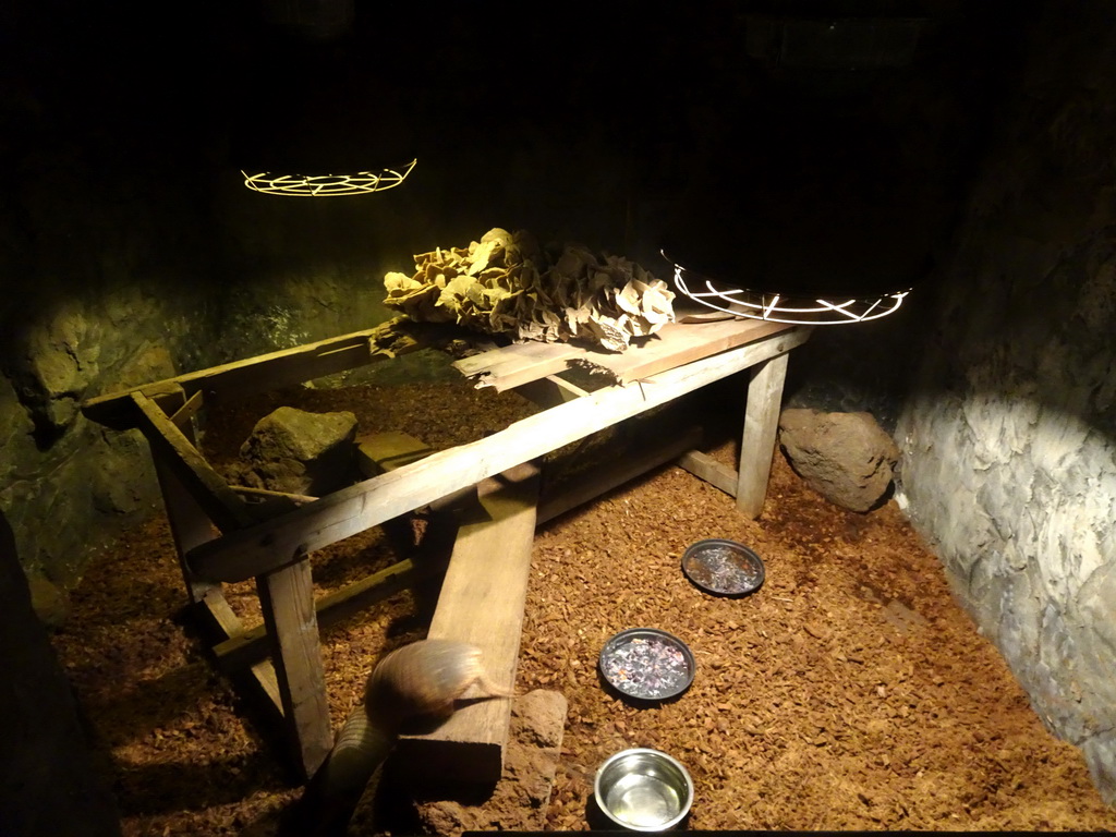 Big Hairy Armadillo at the Fossil Mine at the Berkenhof Tropical Zoo