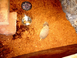 Big Hairy Armadillos at the Fossil Mine at the Berkenhof Tropical Zoo