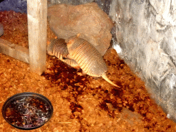 Big Hairy Armadillos at the Fossil Mine at the Berkenhof Tropical Zoo