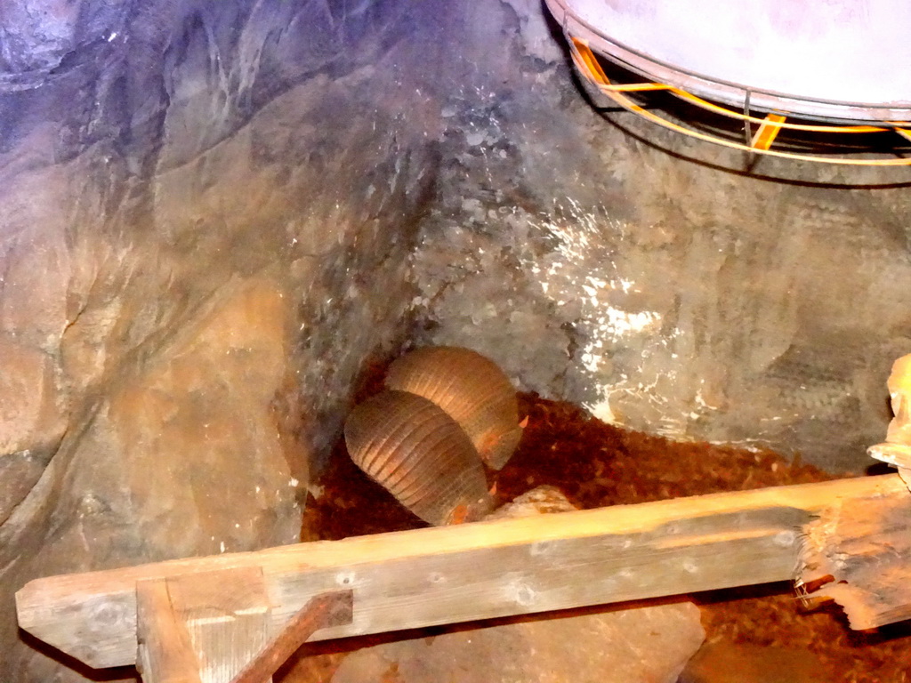 Big Hairy Armadillos at the Fossil Mine at the Berkenhof Tropical Zoo