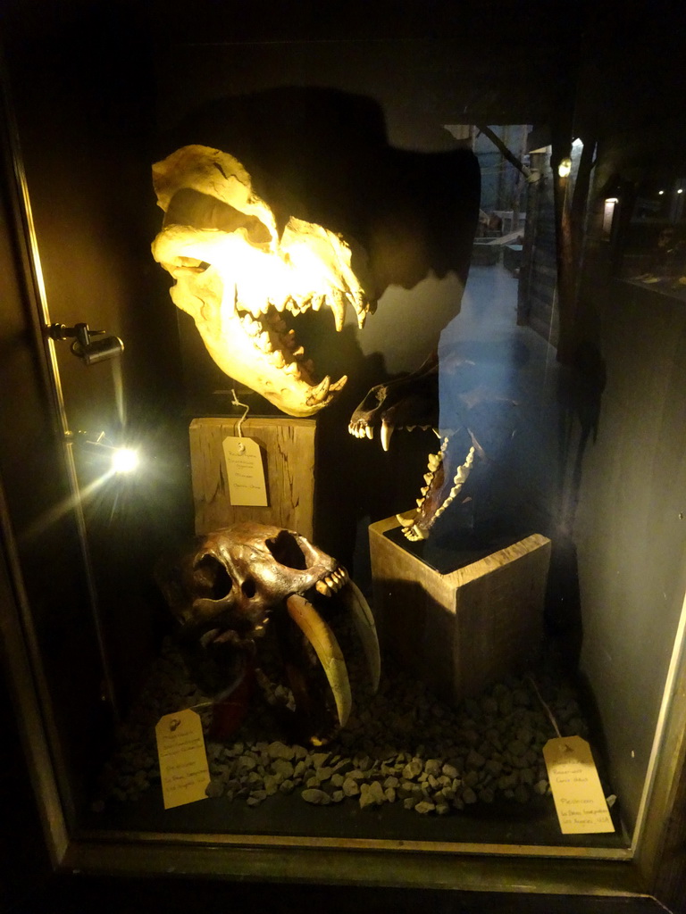 Skulls of prehistoric animals at the Fossil Mine at the Berkenhof Tropical Zoo, with explanation