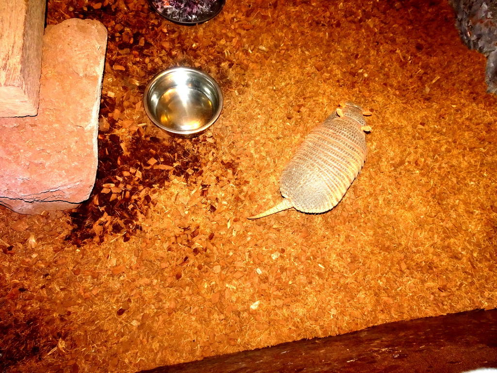 Big Hairy Armadillos at the Fossil Mine at the Berkenhof Tropical Zoo