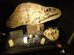 Mosasaurus skull, fossils and statuette at the Fossil Mine at the Berkenhof Tropical Zoo, with explanation