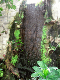 Waterfall at the Tropical Zoo at the Berkenhof Tropical Zoo