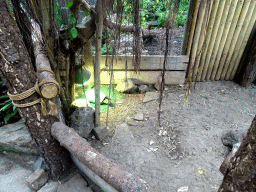 Turtles at the Tropical Zoo at the Berkenhof Tropical Zoo