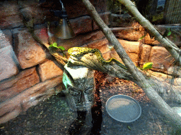 Beauty Rat Snake at the Tropical Zoo at the Berkenhof Tropical Zoo