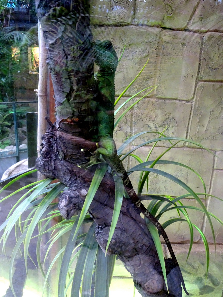 Iguana at the Tropical Zoo at the Berkenhof Tropical Zoo