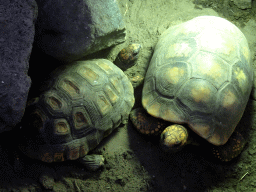 Turtles at the Tropical Zoo at the Berkenhof Tropical Zoo