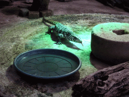 Argentine Black and White Tegu at the Tropical Zoo at the Berkenhof Tropical Zoo