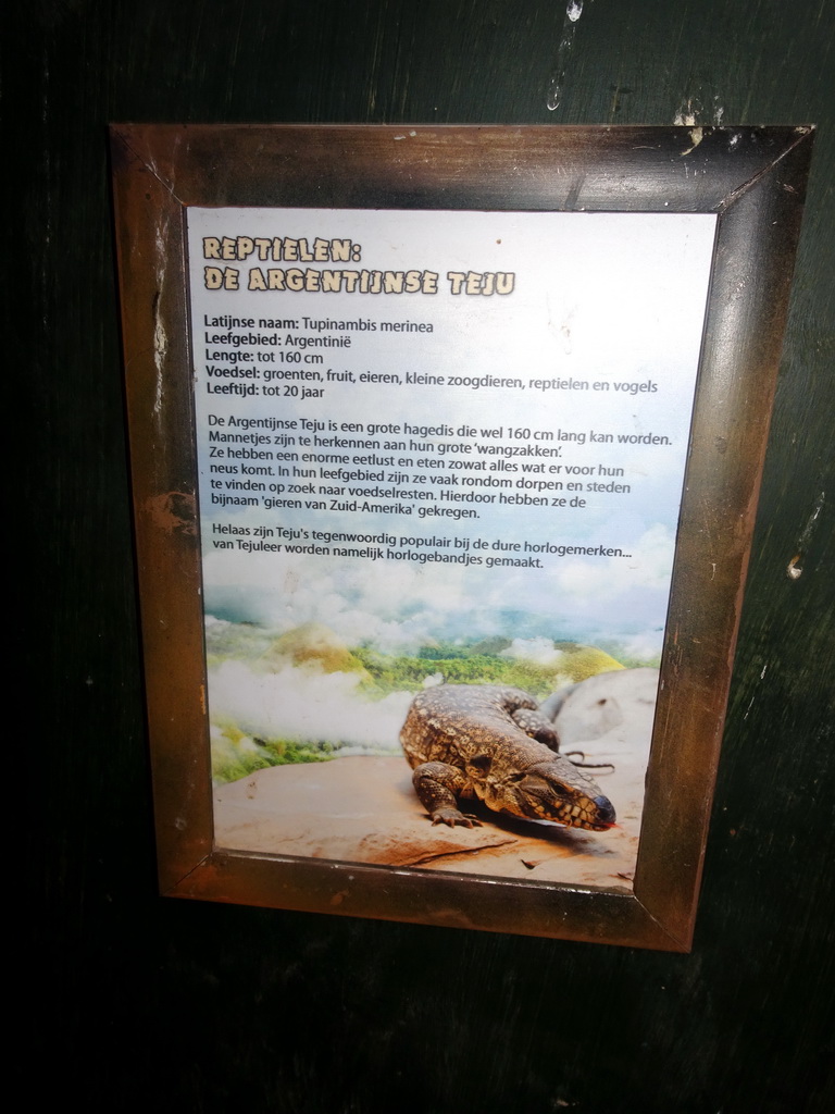 Explanation on the Argentine Black and White Tegu at the Tropical Zoo at the Berkenhof Tropical Zoo