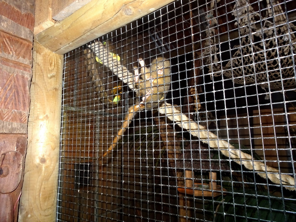 Pygmy Marmoset at the Tropical Zoo at the Berkenhof Tropical Zoo