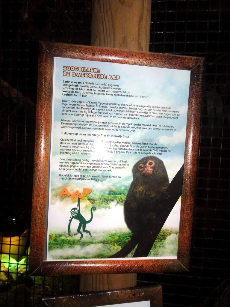 Explanation on the Pygmy Marmoset at the Tropical Zoo at the Berkenhof Tropical Zoo