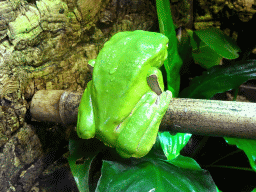 Bicoloured Tree Frog at the Tropical Zoo at the Berkenhof Tropical Zoo