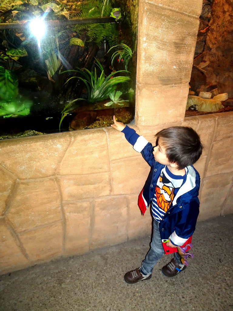 Max with the Bicoloured Tree Frog at the Tropical Zoo at the Berkenhof Tropical Zoo