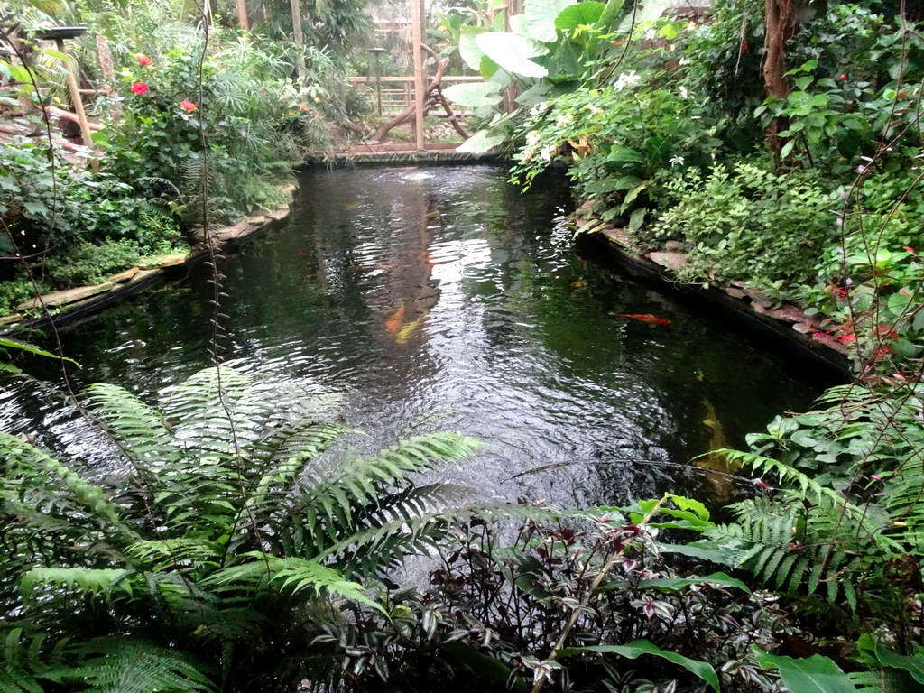 Pond with fish at the Tropical Zoo at the Berkenhof Tropical Zoo