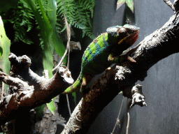 Panther Chameleon at the Tropical Zoo at the Berkenhof Tropical Zoo