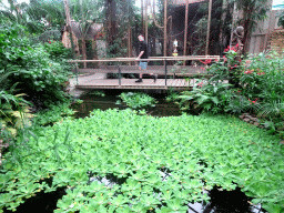 Pond and bridge at the Tropical Zoo at the Berkenhof Tropical Zoo