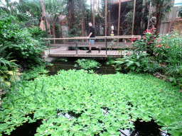 kwadendamme_1_087 - 488 kb - 1024x768 - Pond and bridge at the Tropical Zoo at the Berkenhof Tropical Zoo Pond and bridge at the Tropical Zoo at the Berkenhof Tropical Zoo