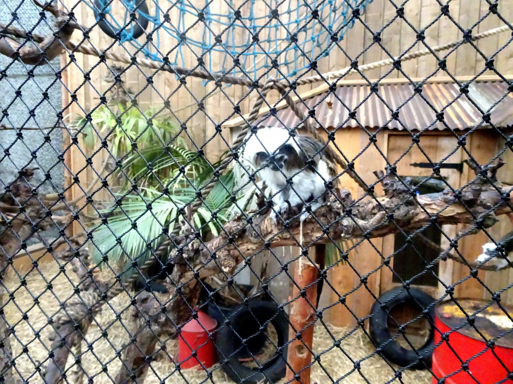 Cotton-top Tamarin at the Dino Expo at the Berkenhof Tropical Zoo