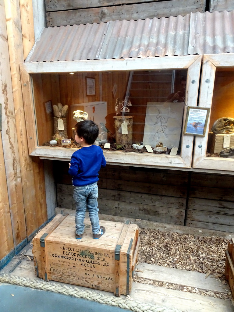 Max looking at skulls and eggs at the Dino Expo at the Berkenhof Tropical Zoo