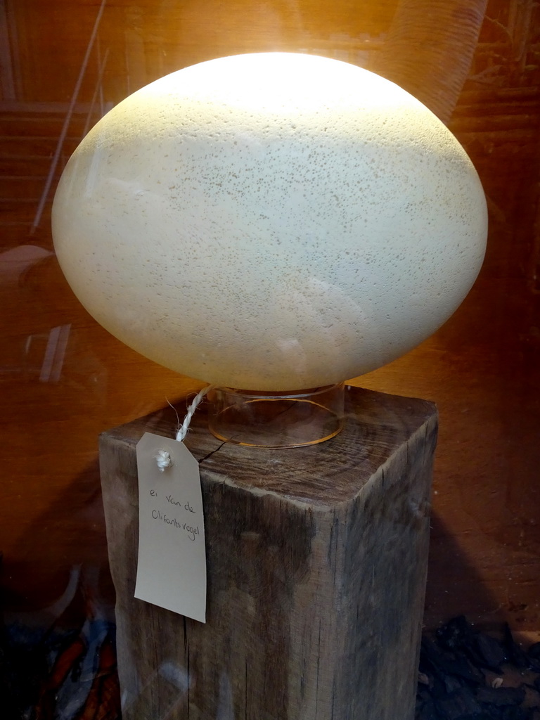 Egg of an Elephant Bird at the Dino Expo at the Berkenhof Tropical Zoo, with explanation