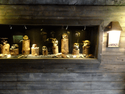 Skulls of Hominins at the Fossil Mine at the Berkenhof Tropical Zoo